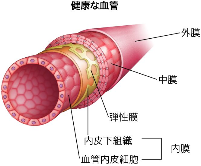 健康な血管