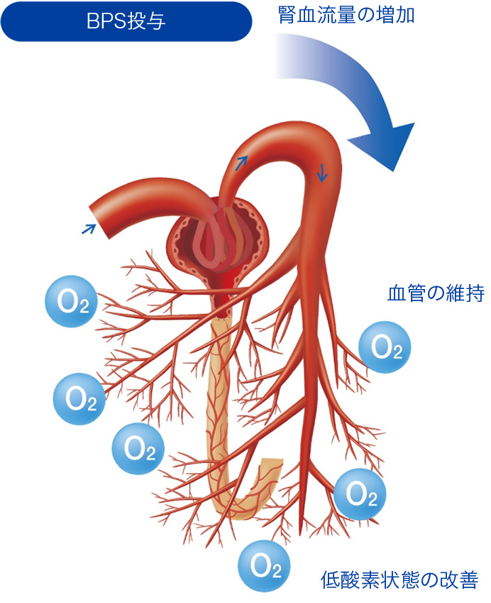 BPS投与